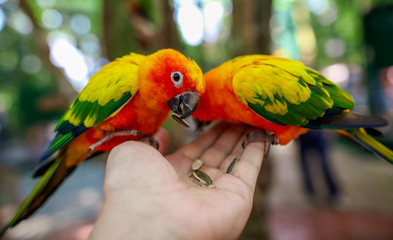 Two parrots eat sunflower seeds from the hands of a man in the park.