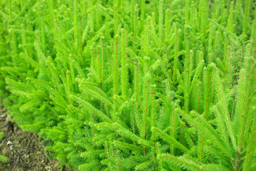 A large number of spruce seedlings grows in a forest nursery. Young seedlings of trees are prepared for planting. Forestry and forest planting.