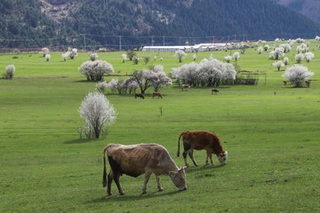 Naklejka na ściany i meble cow grazing in green meadow.artvin/turkey 