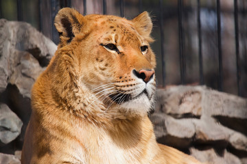 lioness resting in the zoo