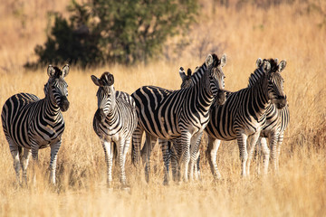 Fototapeta na wymiar A herd of plains zebras (Equus quagga), being alerted while grazing during mid-morning in the South African bushveld.