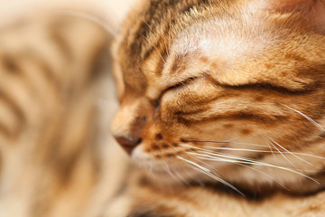 beautiful bengal cat screwing eyes