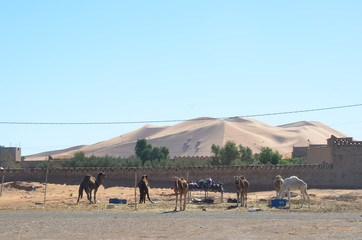 Merzouga is a small Moroccan town in the Sahara Desert. Camel is one of the major transport in the desert. The owner will use it to carry goods or tourist.