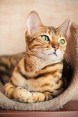 Fototapeta na wymiar beautiful bengal cat lying and looking sideways