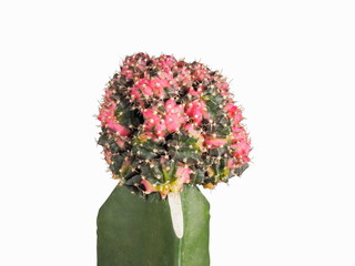 Gymnocalycium mihanovichii pink diamond Graft isolated on white background.