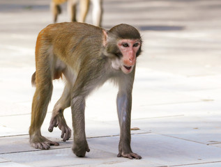 Monkey walks in the park