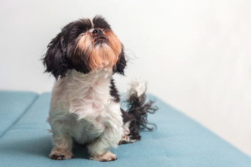 Funny cute dog is sitting at home on the couch. Shih-tzu breed, with a haircut after the groomer. pet. Homeliness.