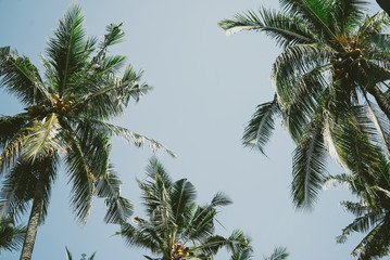 Palm trees and a blue sky.