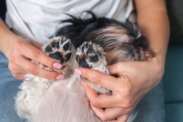 Funny cute dog is sitting on the couch in the girl's lap. Shih-tzu breed. pet. Homeliness.