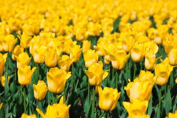 big yellow tulip field with a lot of flowers