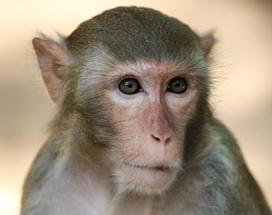 Portrait of a monkey in the park