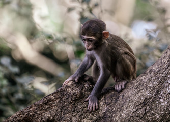 A monkey sits on a stone in a park
