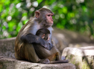 A monkey sits on a stone in a park