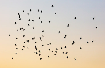 A flock of birds at dawn