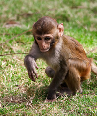 Portrait of a monkey in the park