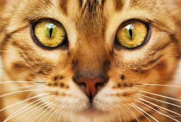 bengal cat muzzle close up