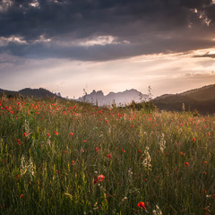 Amanecer en el campo con amapolas, nubes de tormenta y al fondo la montaña de Montserrat (Cataluña, España). 
