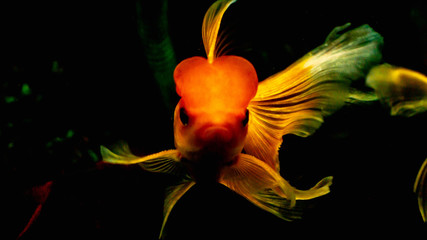 Goldfish (Carassius auratus) in planted tank setting
