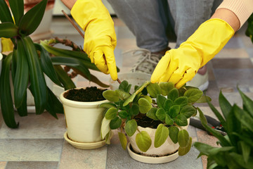 Gardeners hand in yellow gloves transplanting plant into a new pot. woman taking care of home...