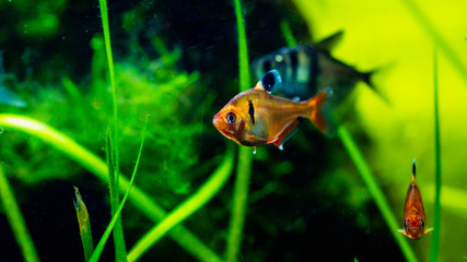 Redflame tetra fish ( Hyphessobrycon flammeus ) in planted tank setting
