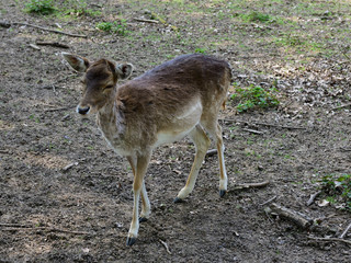 rehkitz in neusser selikum park