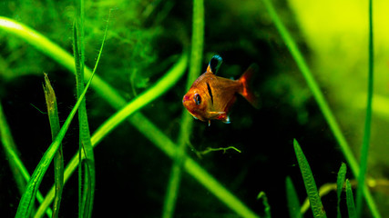 Redflame tetra fish ( Hyphessobrycon flammeus ) in planted tank setting