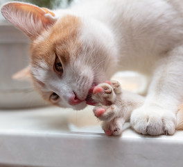 The cat licks the wool with its tongue.