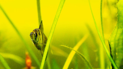 Black skirt tetra fish in planted tank setting