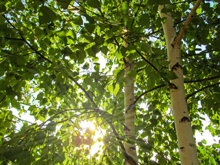 Sun shines through the leaves in a birch forest. Bright sunbeams shines through the green foliage in the birch grove on a summer sunny day.