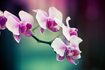Naklejka na ściany i meble branch of beautiful lilac orchid isolated