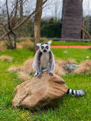 ring tailed lemur