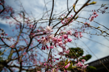 庭に咲き始めた枝垂れ桜