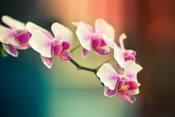 Fototapeta na wymiar branch of beautiful lilac orchid isolated