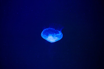 Obraz na płótnie Canvas beautiful jellyfish underwater in blue light