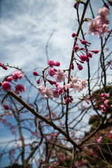 庭に咲き始めた枝垂れ桜