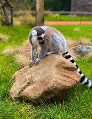 ring tailed lemur