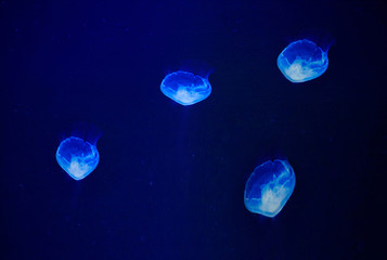Obraz na płótnie Canvas beautiful jellyfishes underwater in blue light