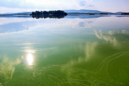 Landscape with harmful algal blooms on water surface. Sungul Lake in Russia is covered with blooming blue-green algae (Cyanobacteria). View of polluted nature on a summer.
