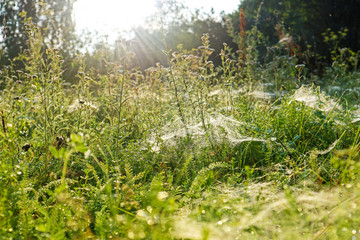 Meadow with spider web in the grass in the sunny morning. Closeup view of nature with leaves and grass stems and sunrise.