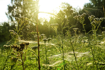 Meadow with spider web in the grass in the sunny morning. Closeup view of nature with leaves and grass stems and sunrise.
