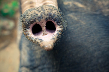 nares of big elephant's trunk