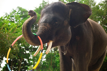big elephant with tusks and a hoop turning