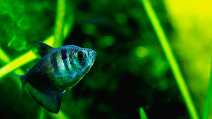 Black skirt tetra fish in planted tank setting