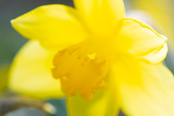 yellow daffodil detail, first touch of spring  in garden