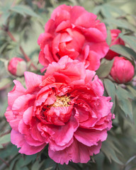 Pink Peony Flower Paeonia suffruticosa Close-up