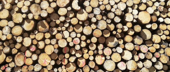 stack of wood tree cut