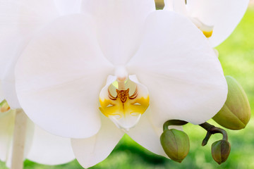 White orchid flower on green background macro