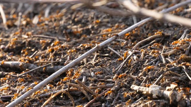 Ants colony activity nest sprawl squad wild insect spring summer