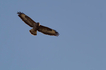 buzzard in flight