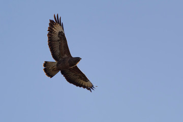 buzzard in flight